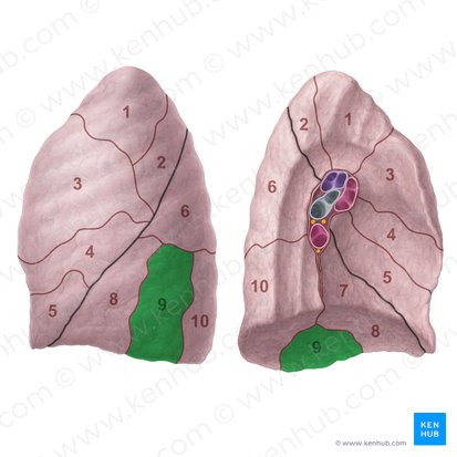 Lateral basal segment of left lung (Segmentum basale laterale pulmonis sinistri); Image: Paul Kim
