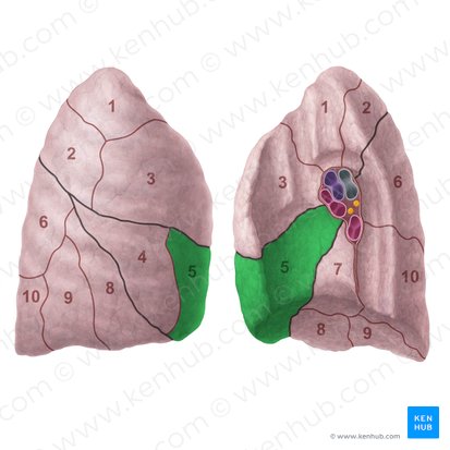 Medial segment of right lung (Segmentum mediale pulmonis dextri); Image: Paul Kim