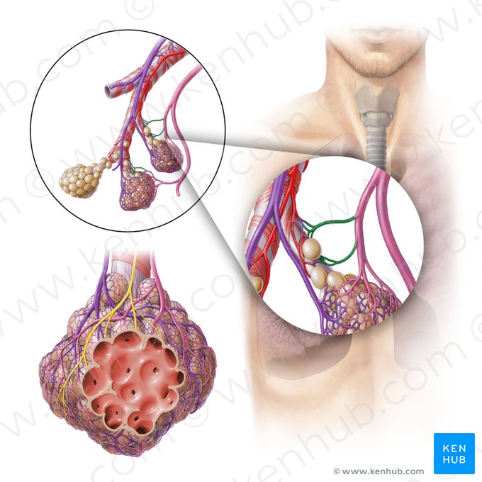 Bronchial veins (Venae bronchiales); Image: Paul Kim