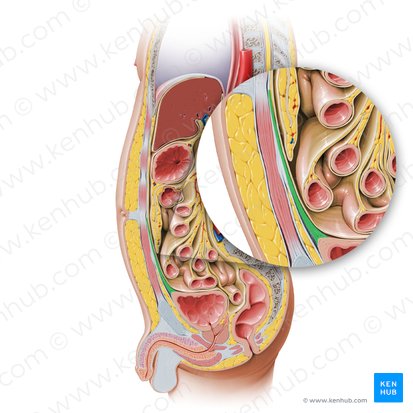 Median umbilical ligament (Ligamentum umbilicale medianum); Image: Paul Kim