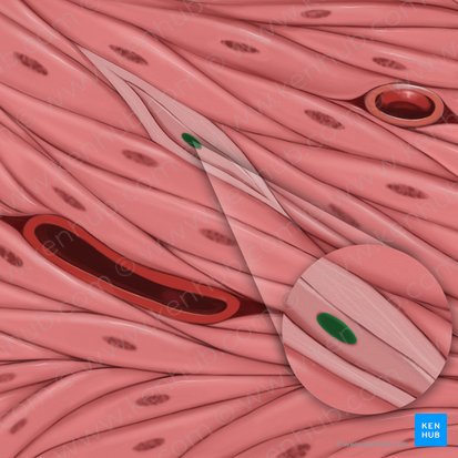 Fibroblast nucleus (Nucleus fibroblasti); Image: Tal Bavli Ziv