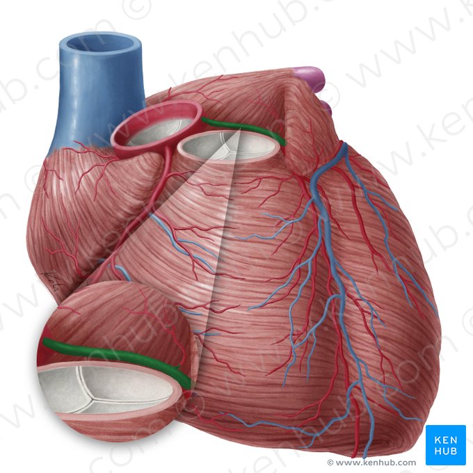 Arteria coronaria sinistra (Linke Herzkranzarterie); Bild: Yousun Koh