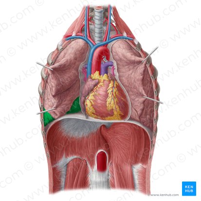 Lobus inferior pulmonis dextri (Unterlappen der rechten Lunge); Bild: Yousun Koh