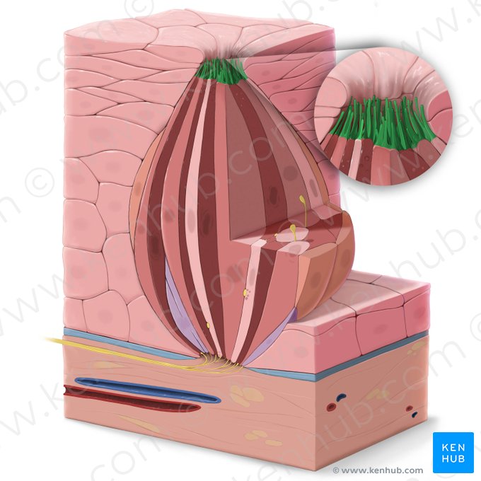 Microvellosidades (Microvilli); Imagen: Tal Bavli Ziv