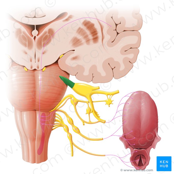 Trigeminal nerve (Nervus trigeminus); Image: Paul Kim