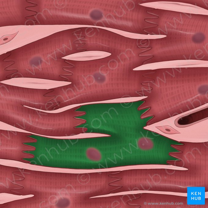 Sarcoplasma (Sarkoplasma); Bild: Tal Bavli Ziv