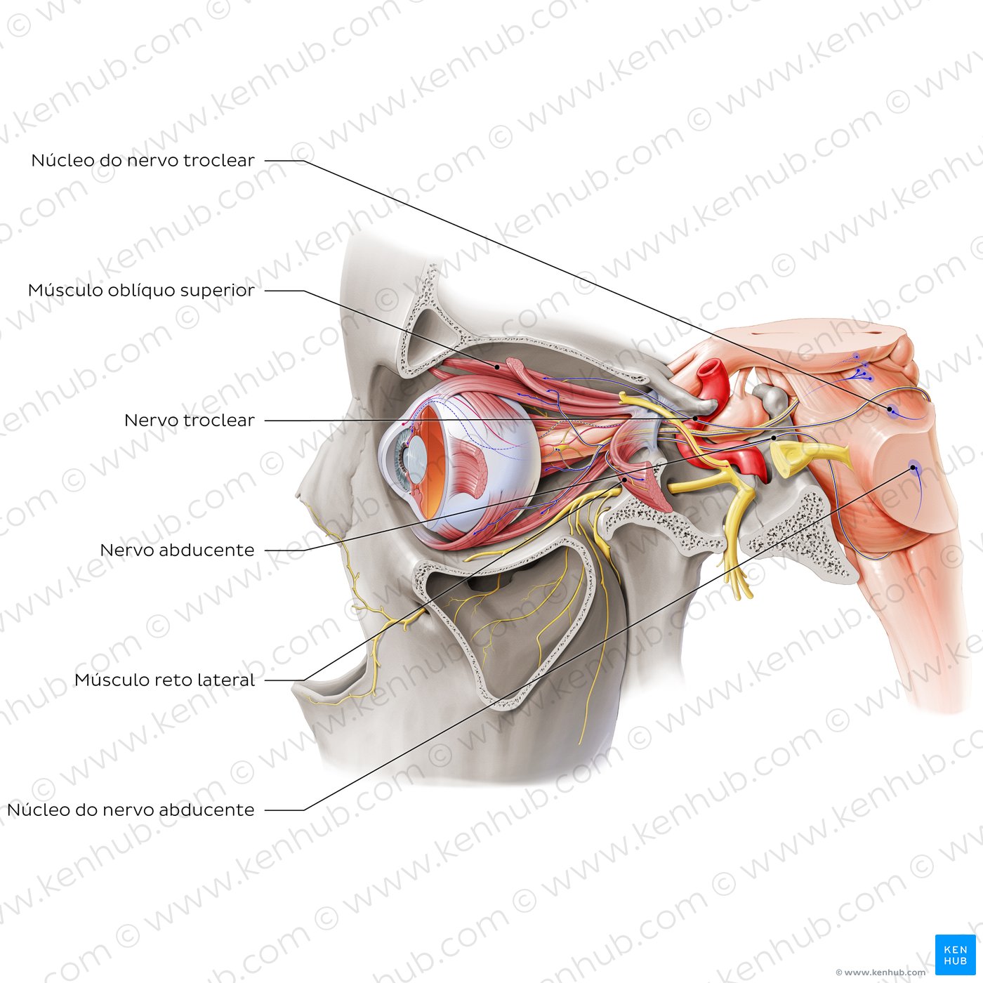 Trochlear and abducens nerve (lateral view)