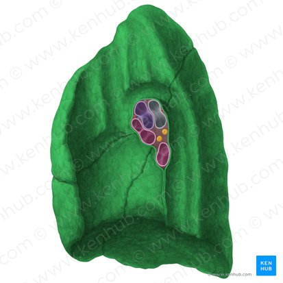 Right lung (Pulmo dexter); Image: Yousun Koh