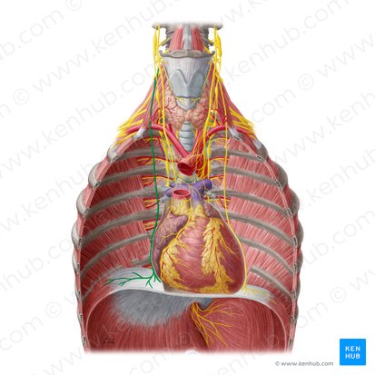 Right phrenic nerve (Nervus phrenicus dexter); Image: Yousun Koh