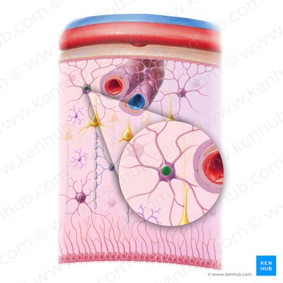 Nucleus of astrocyte (Nucleus astrocyti); Image: Paul Kim