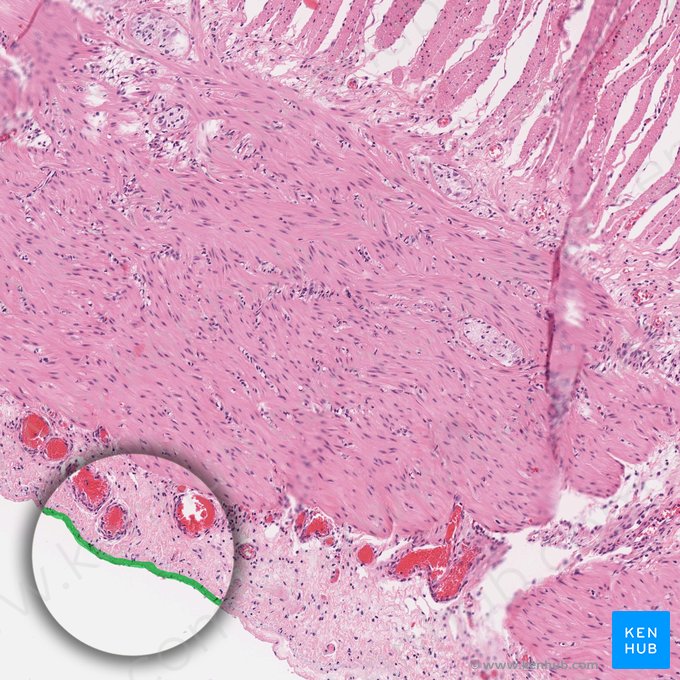 Mesothelium of visceral peritoneum (Mesothelium peritonei visceralis); Image: 