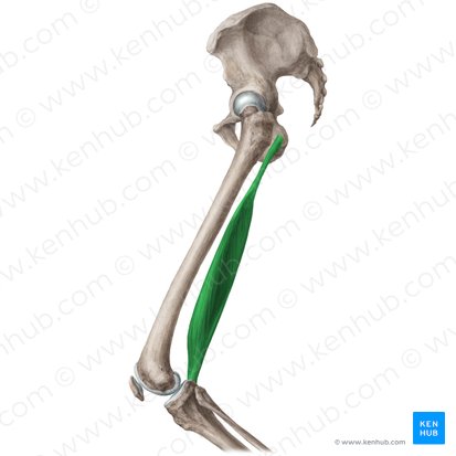 Semimembranosus muscle (Musculus semimembranosus); Image: Liene Znotina