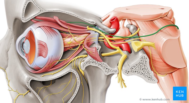 Trochlear nerve - lateral-left view