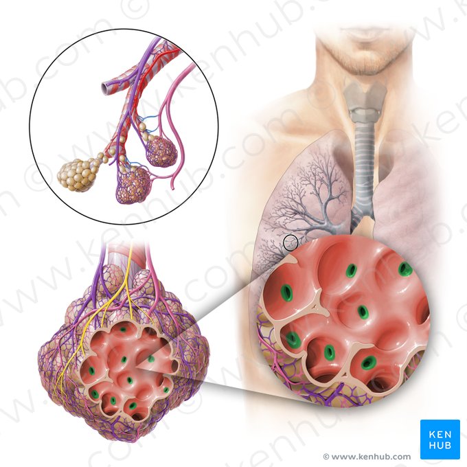 Alveolar pores (of Kohn) (Pori alveolares); Image: Paul Kim
