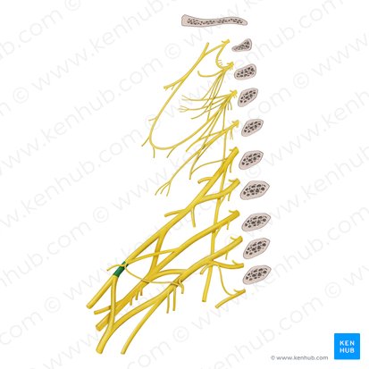 Lateral cord of brachial plexus (Fasciculus lateralis plexus brachialis); Image: Begoña Rodriguez