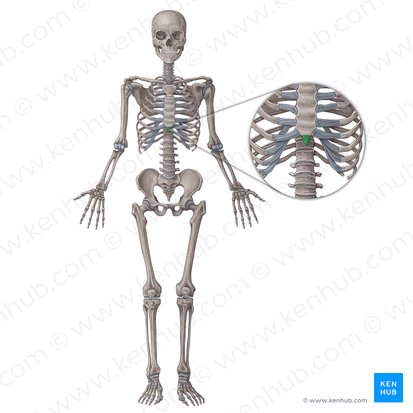 Xiphoid process of sternum (Processus xiphoideus sterni); Image: Irina Münstermann