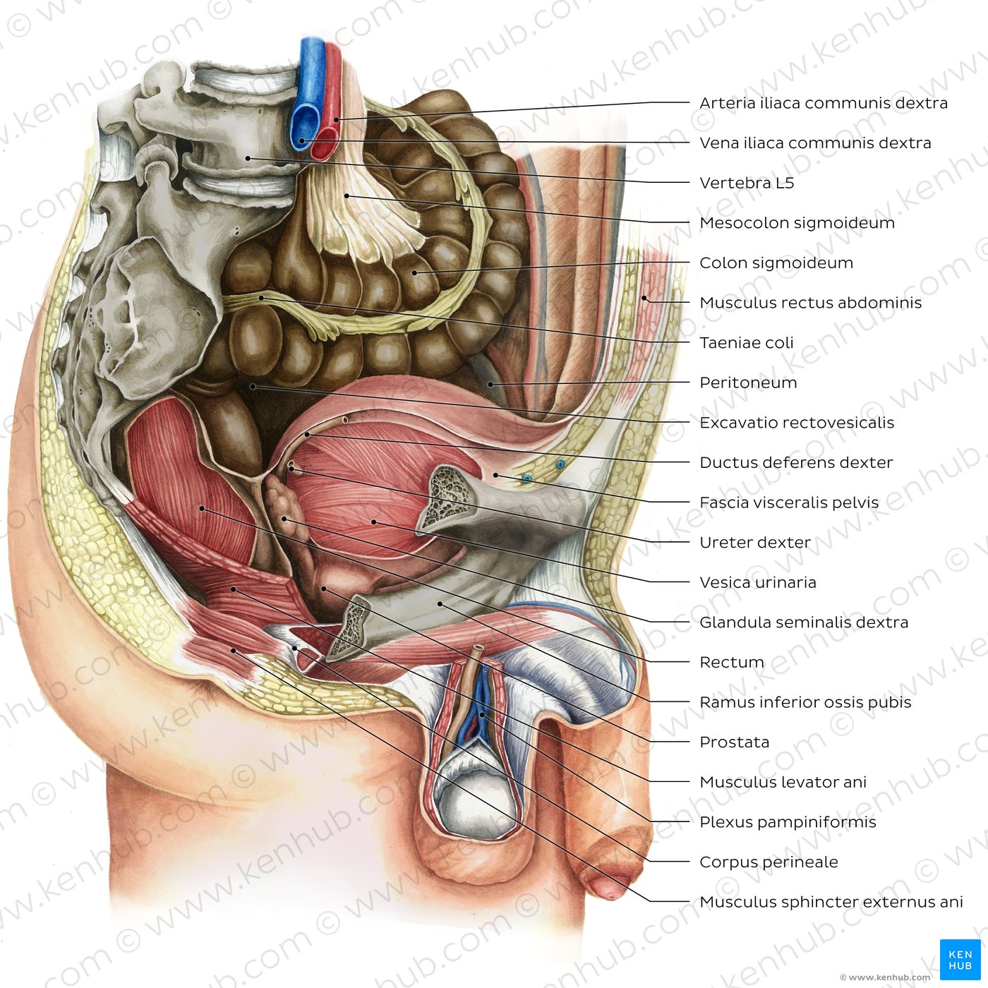 Beckenorgane und das Perineum des Mannes