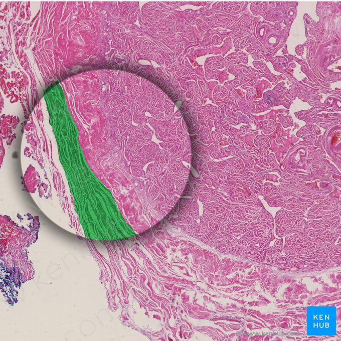 Fascia of penis (Fascia penis); Image: 