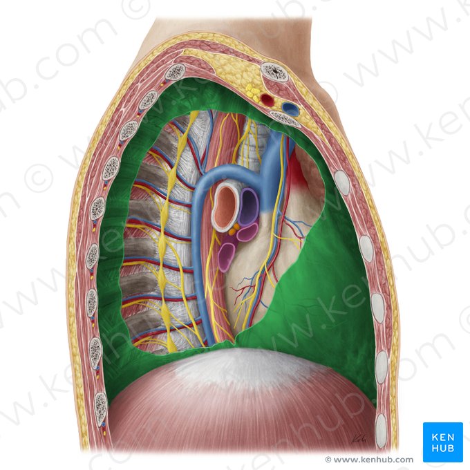 Parietal pleura (Pleura parietalis); Image: Yousun Koh