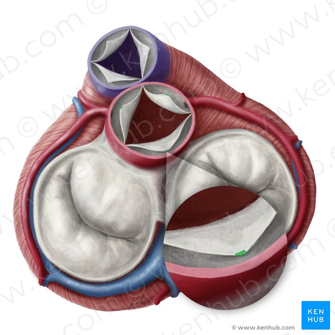 Nodules of semilunar leaflets of aortic valve (Noduli valvularum semilunarium valvae aortae); Image: Yousun Koh