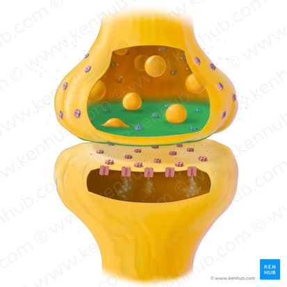 Presynaptic membrane (Membrana presynaptica); Image: Tal Bavli Ziv