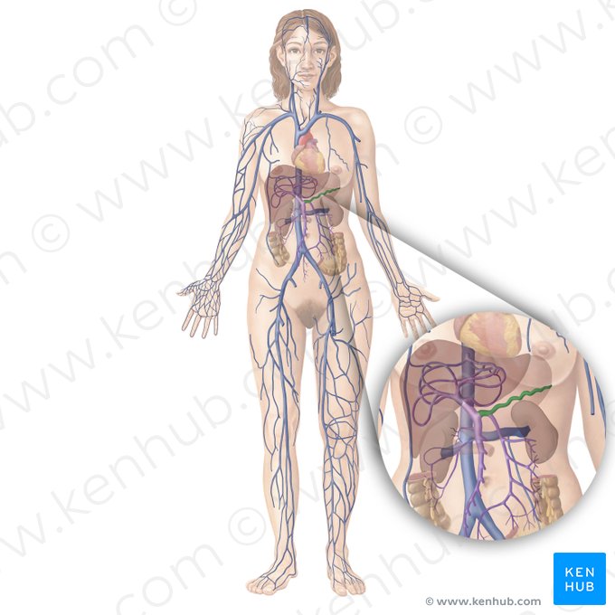 Splenic vein (Vena splenica); Image: Begoña Rodriguez