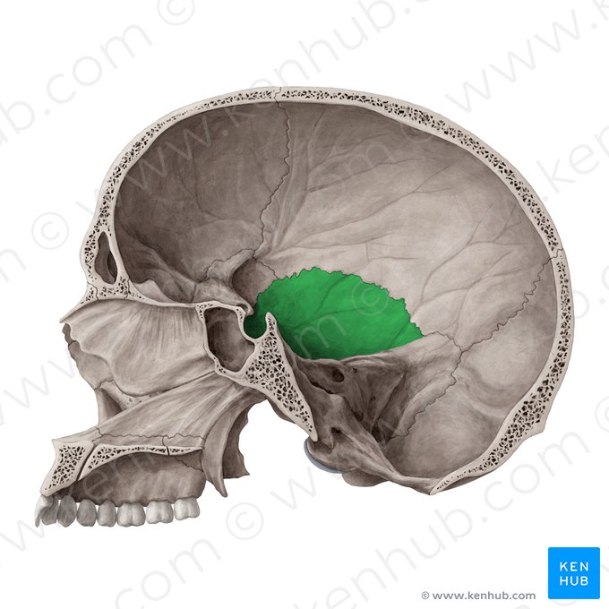 Squamous part of temporal bone (Pars squamosa ossis temporalis); Image: Yousun Koh