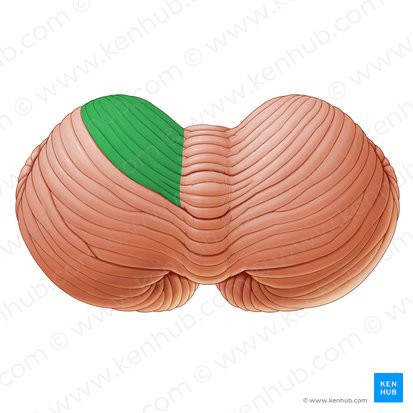 Lobulus quadrangularis anterior cerebelli (Vorderes viereckiges Läppchen des Kleinhirns); Bild: Paul Kim