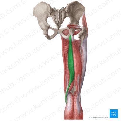 Musculus semitendinosus (Halbsehnenmuskel); Bild: Liene Znotina