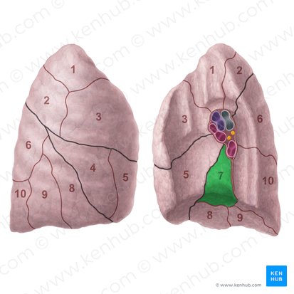 Medial basal segment of right lung (Segmentum basale mediale pulmonis dextri); Image: Paul Kim