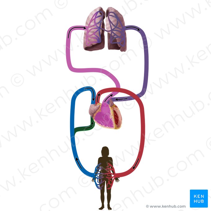Inferior vena cava (Vena cava inferior); Image: Begoña Rodriguez