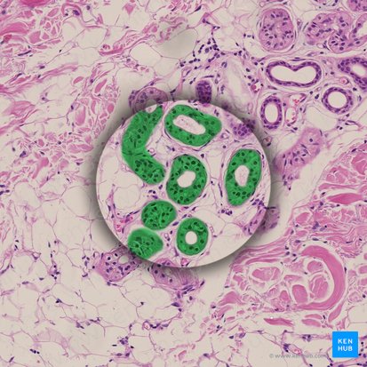 Pseudostratified columnar epithelium (Epithelium pseudostratificatum columnare); Image: 
