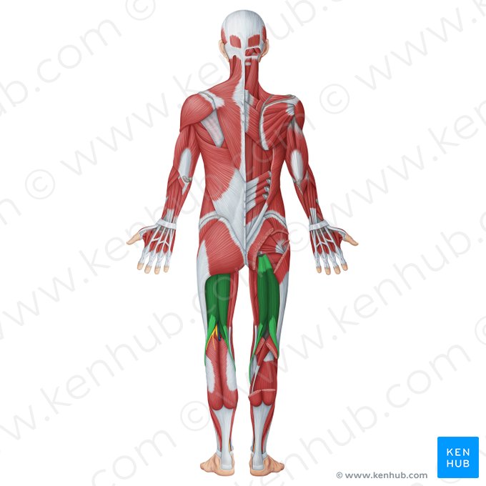 Posterior muscles of thigh (Musculi posteriores femoris); Image: Irina Münstermann