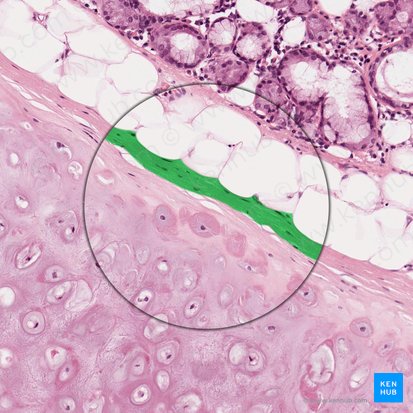 Perichondrium (Knorpelhaut); Bild: 