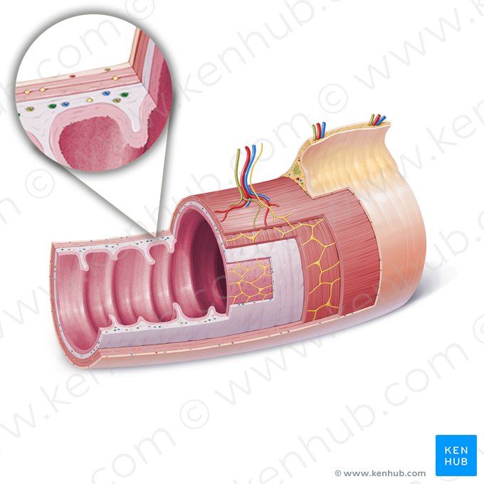 Submucosal artery (Arteria submucosae); Image: Paul Kim