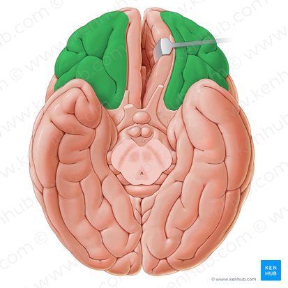 Giros orbitarios (Gyri orbitales); Imagen: Paul Kim