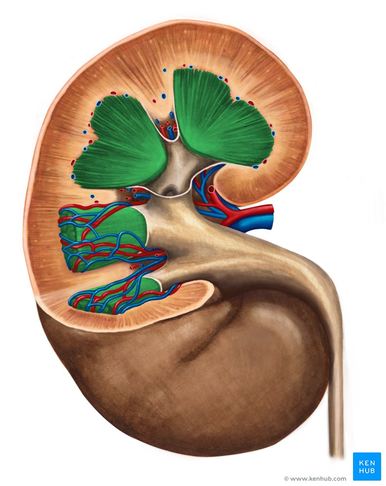 Renal medulla 