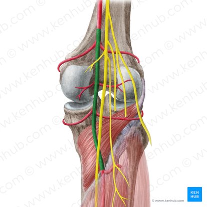 Popliteal artery (Arteria poplitea); Image: Liene Znotina