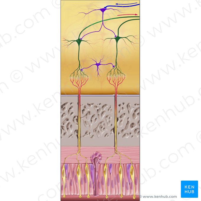 Projection neurons (Neura projectiones); Image: Paul Kim