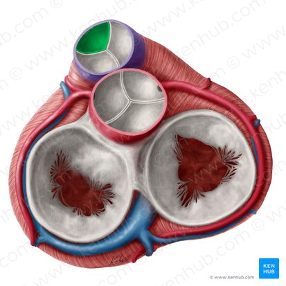 Anterior semilunar leaflet of pulmonary valve (Valvula semilunaris anterior valvae trunci pulmonalis); Image: Yousun Koh