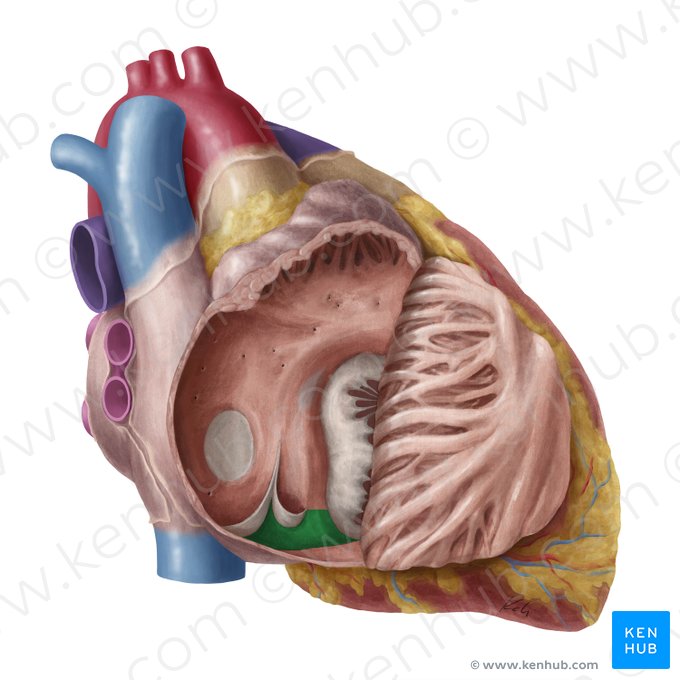 Cavotricuspid isthmus (Isthmus cavotricuspidalis); Image: Yousun Koh