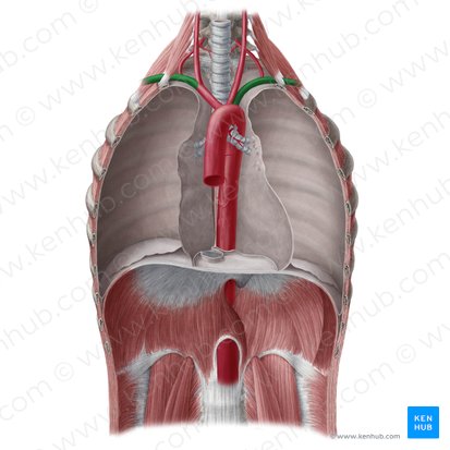 Arteria subclavia (Unterschlüsselbeinarterie); Bild: Yousun Koh