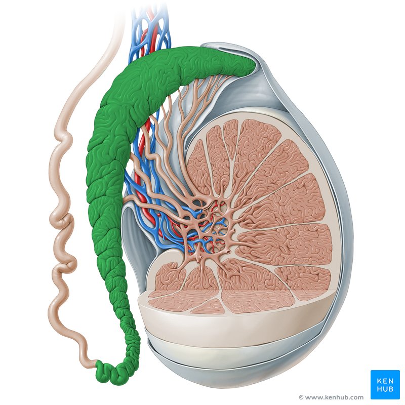 Epididymis - lateral-right view
