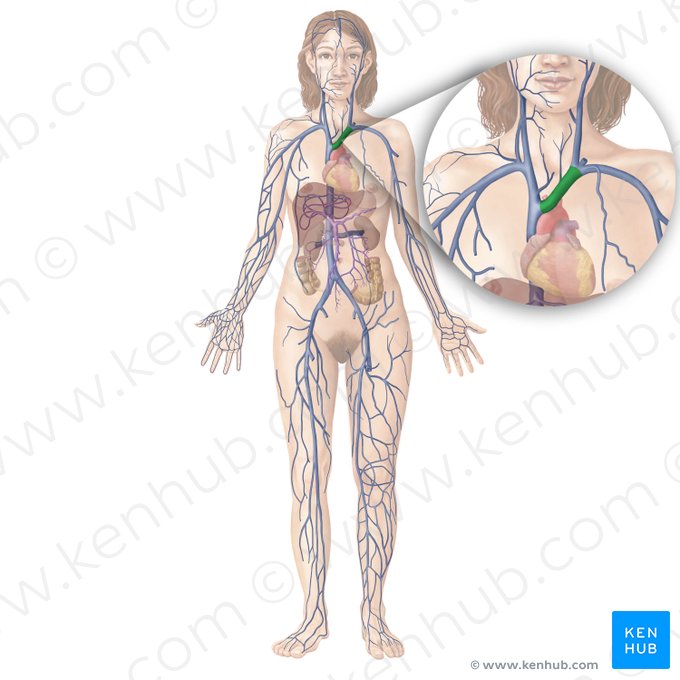 Left brachiocephalic vein (Vena brachiocephalica sinistra); Image: Begoña Rodriguez