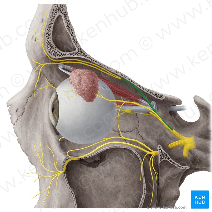 Nervus frontalis (Stirnnerv); Bild: Yousun Koh