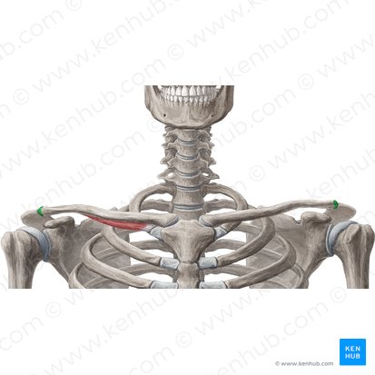 Acromial facet of clavicle (Facies articularis acromialis claviculae); Image: Yousun Koh