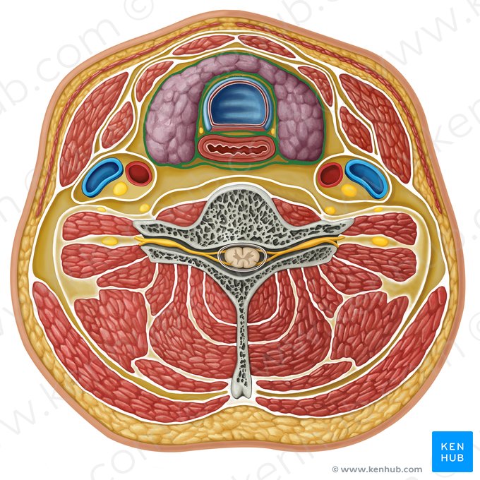 Pretracheal fascia (Fascia pretrachealis); Image: Irina Münstermann
