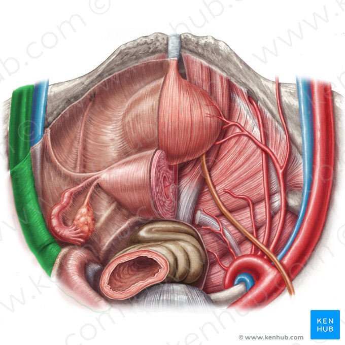 Left external iliac artery (Arteria iliaca externa sinistra); Image: Samantha Zimmerman