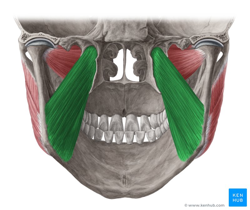 Medial pterygoid muscle (Musculus pterygoideus medialis)