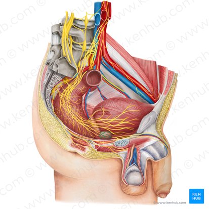 Prostatic plexus (Plexus prostaticus); Image: Irina Münstermann